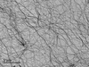 bacterial cellulose dispersion